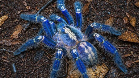 Andhra Pradesh gears up to protect the Peacock Tarantula