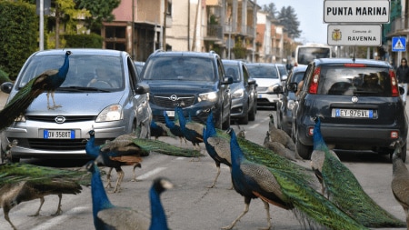peacock