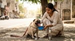 As temperatures soar, vets warn pet parents about the hidden dangers of heatstroke in dogs