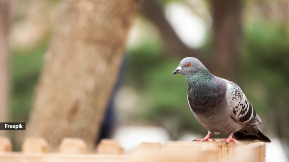 Pigeon
