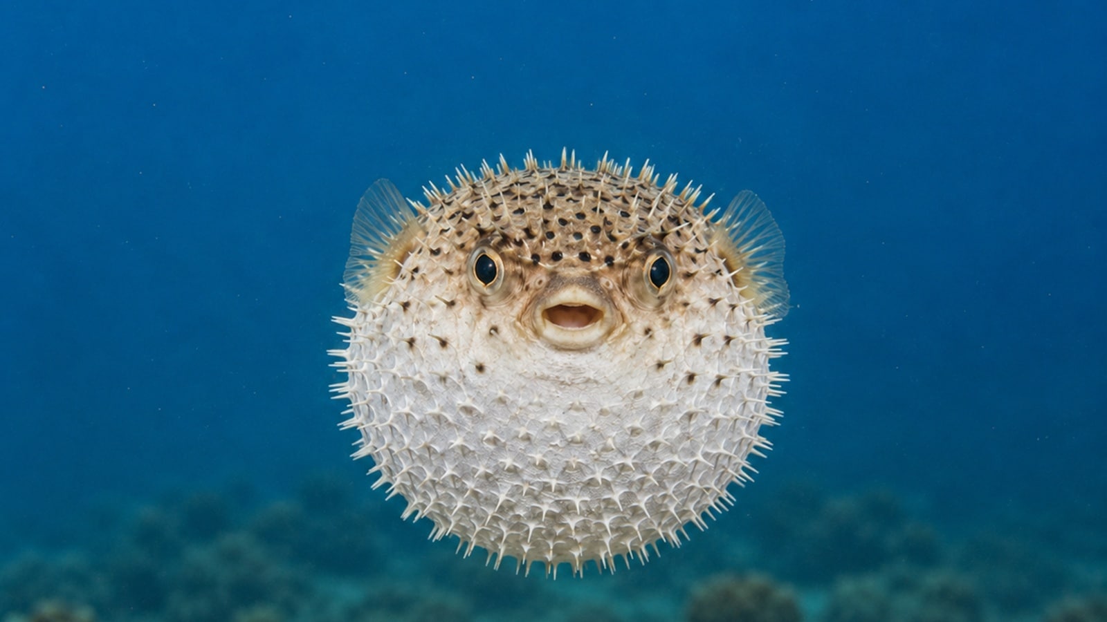 ‘Puffer-fishing’ in dating: Why some people pull away when relationships get serious