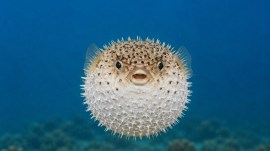 'Puffer-fishing' in dating