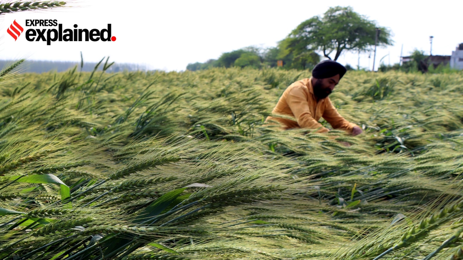 Why Punjab government is encouraging farmers to open farm stays
