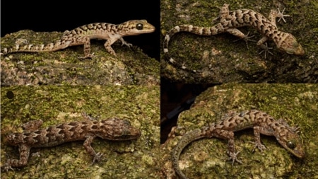 gecko