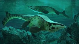 According to the researchers, Tylosaurus rex had finely serrated teeth designed for slicing flesh, powerful jaw and neck muscles for subduing large prey, and a massive streamlined body built for hunting in open water. (image: Reuters)