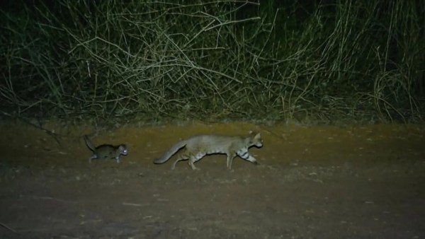 Knowledge Nugget: Rusty-Spotted Cat igshted in Aravallis: Why it matters and which small wild Cats are found in India