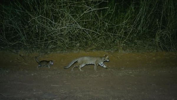 Rusty-spotted cat breeding confirmed in Delhi-NCR