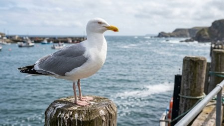 Seagulling in dating
