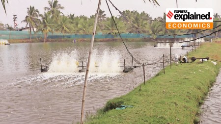 farm exports, shrimp exports