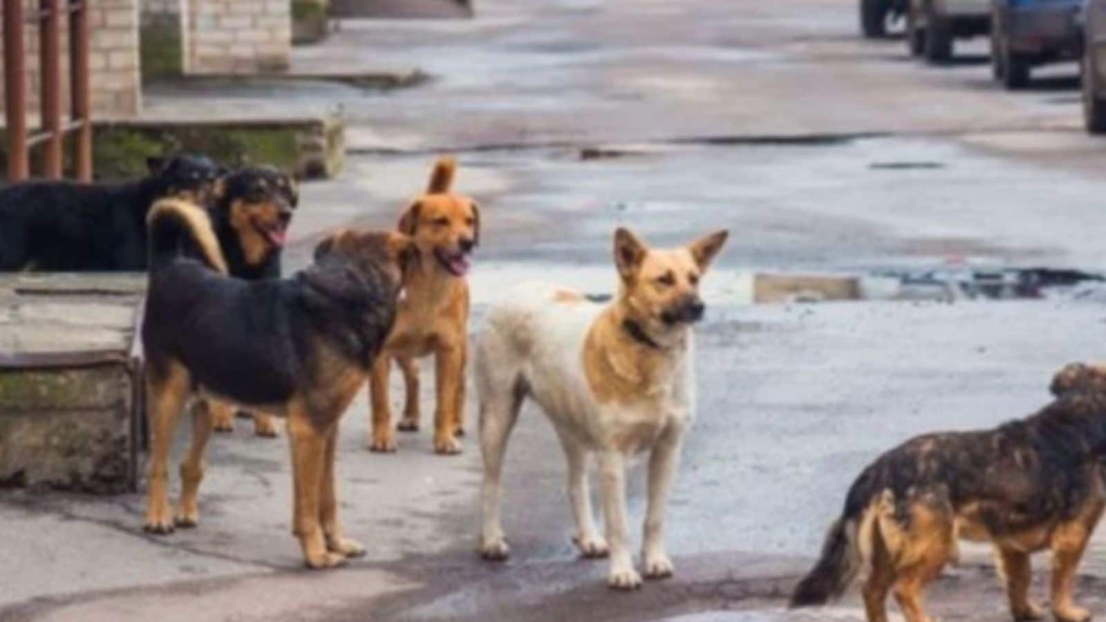 Probe missing community dogs case at IGIA, Delhi court orders Joint Commissioner