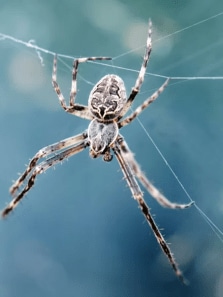 Spider species you didn’t know existed