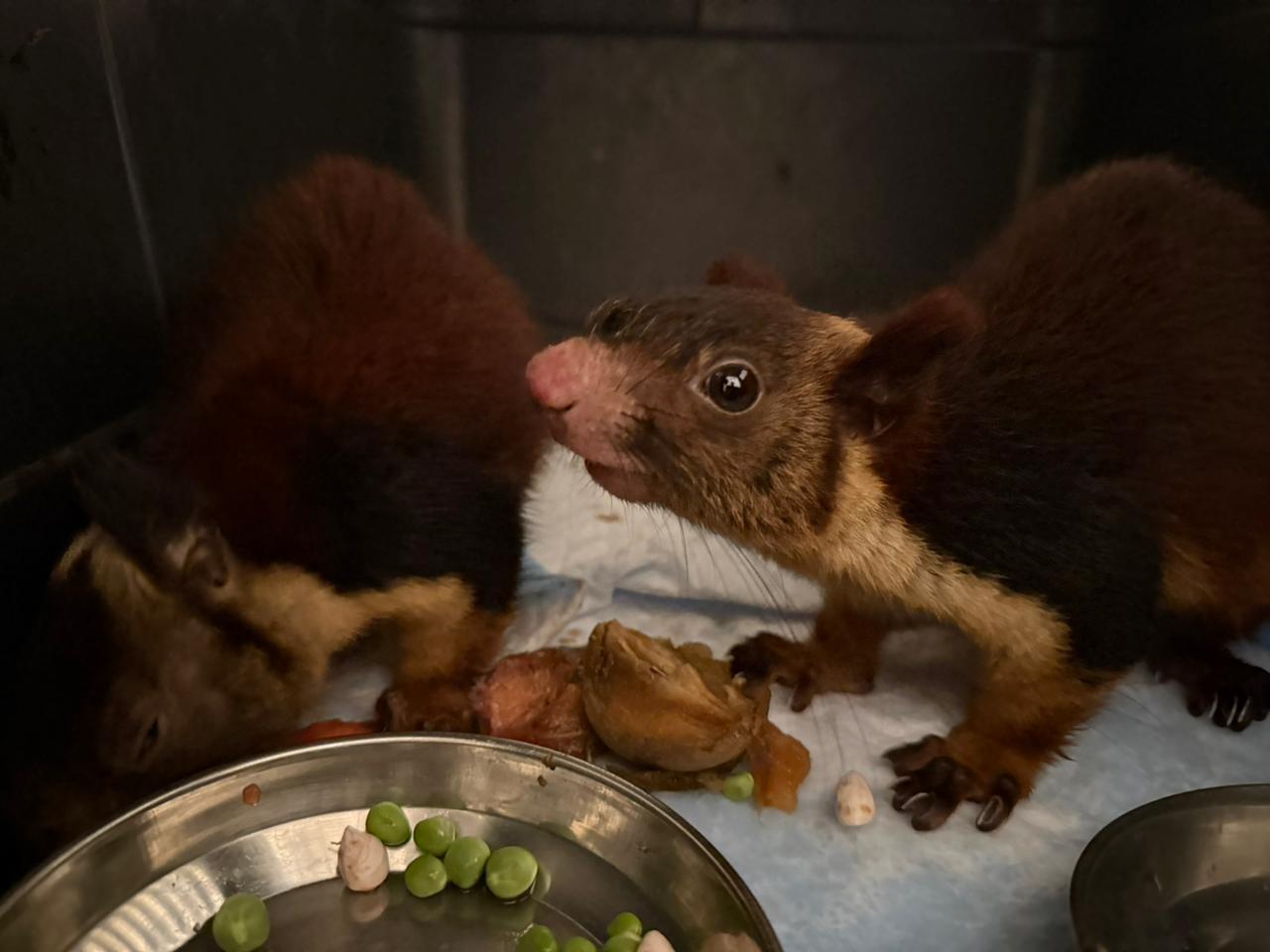 DRI officers then found three live Malabar giant squirrels concealed inside two corrugated cartons.