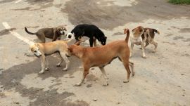 stray dog Haryana