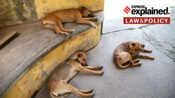 stray dogs