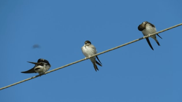birds