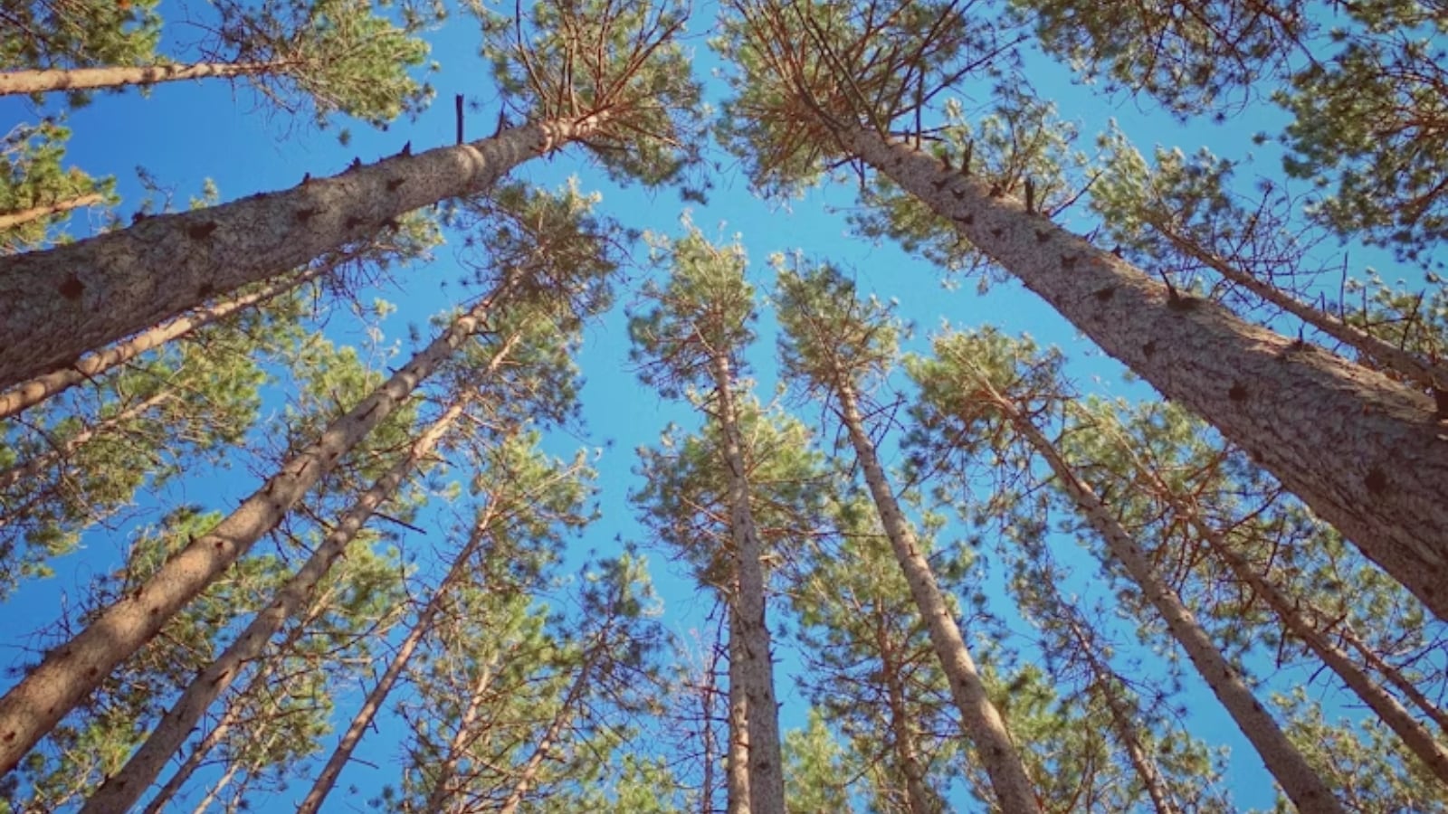 For new mine, Rajasthan PSU seeks to cut 4.48 lakh trees in Chhattisgarh forest