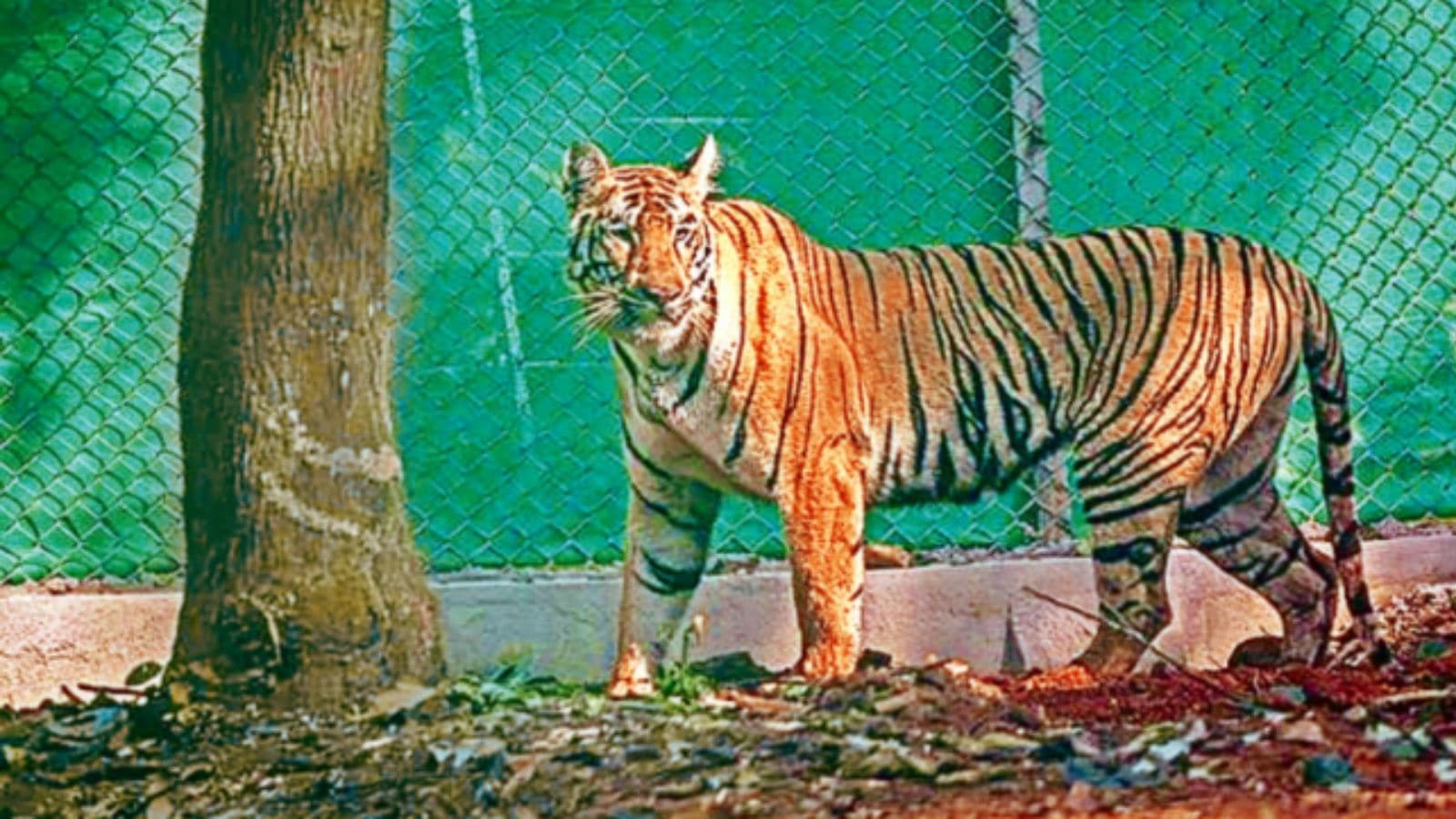 tiger