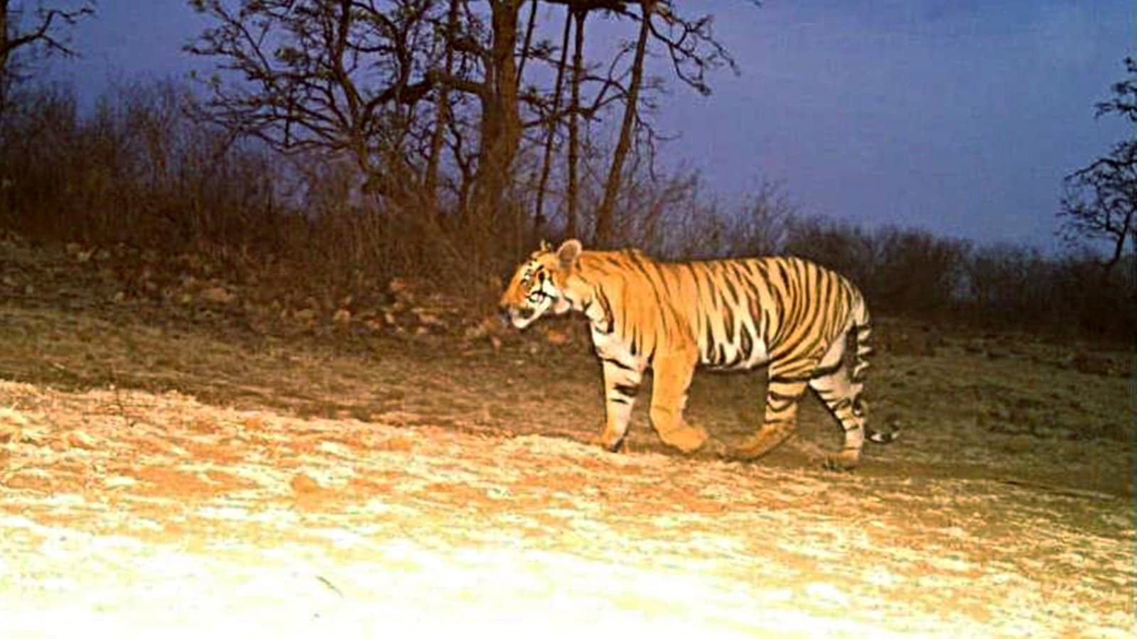 Night of terror in MP village: Tiger that mauled woman returns to house for 2nd attack, villagers assault officials