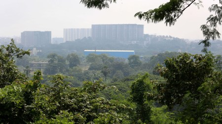 mumbai trees