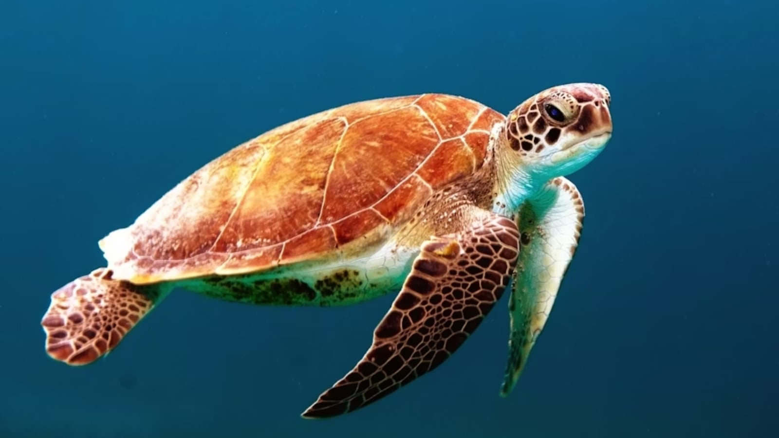 TURTLES T-SHIRT