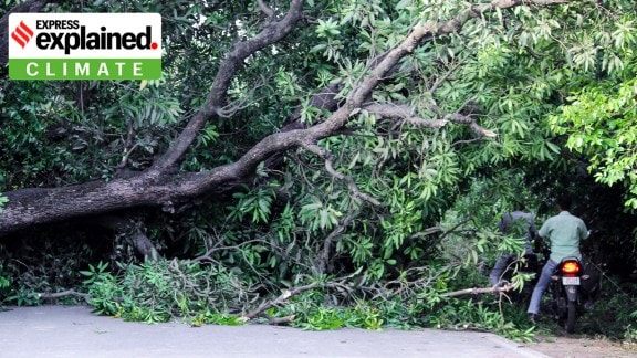 A fallen tree blocks the movement of commuters on the Bulandshahr-Syana-Garhmukteshwar state highway after a strong storm and heavy rain on Thursday, May 14, 2026.