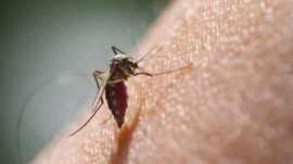 AMC vector disease