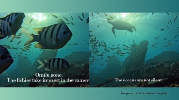 viral underwater sunset video