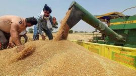Currently, nearly 10 districts are recording less than 2,000 MT of wheat daily arrivals, showing that mandi activity has substantially slowed.
