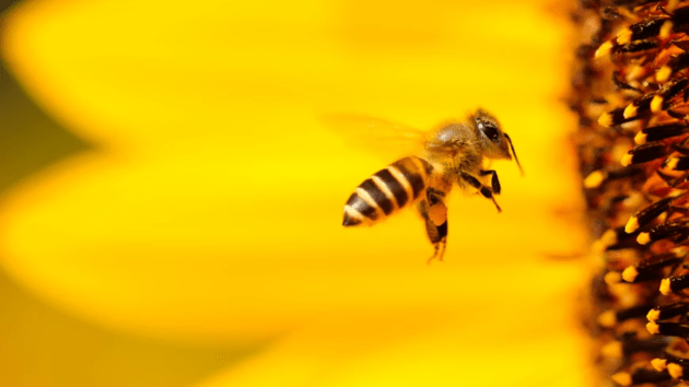 bees