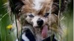 'World’s oldest dog' Lazare, a Papillon dwarf spaniel from France, has died