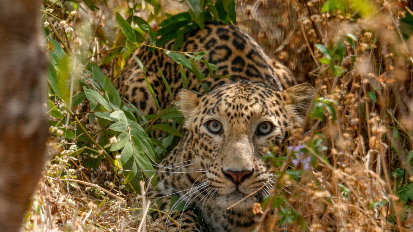 Multivitamins, modified diets, and foggers: How this leopard rescue centre is caring for 2 ageing big cats