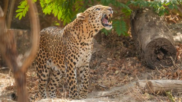 Leopards Junnar rescue Maharashtra