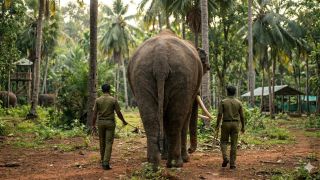 elephant Kerala ownership battle