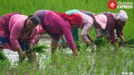 The occasion of National Paddy Day, observed annually to mark the commencement of the monsoon rice-planting season across the country