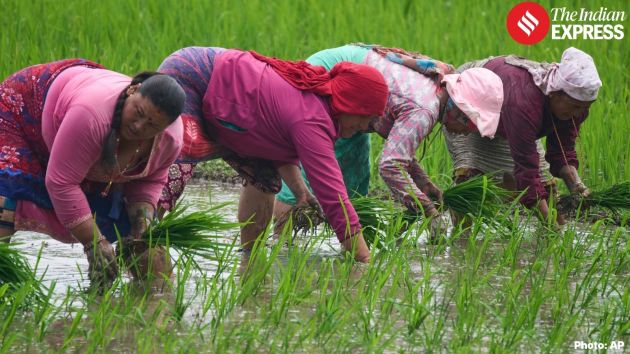 The occasion of National Paddy Day, observed annually to mark the commencement of the monsoon rice-planting season across the country