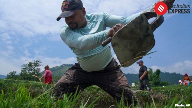 Thousands of farmers and their families across Nepal celebrated the annual paddy festival by planting rice on Monday