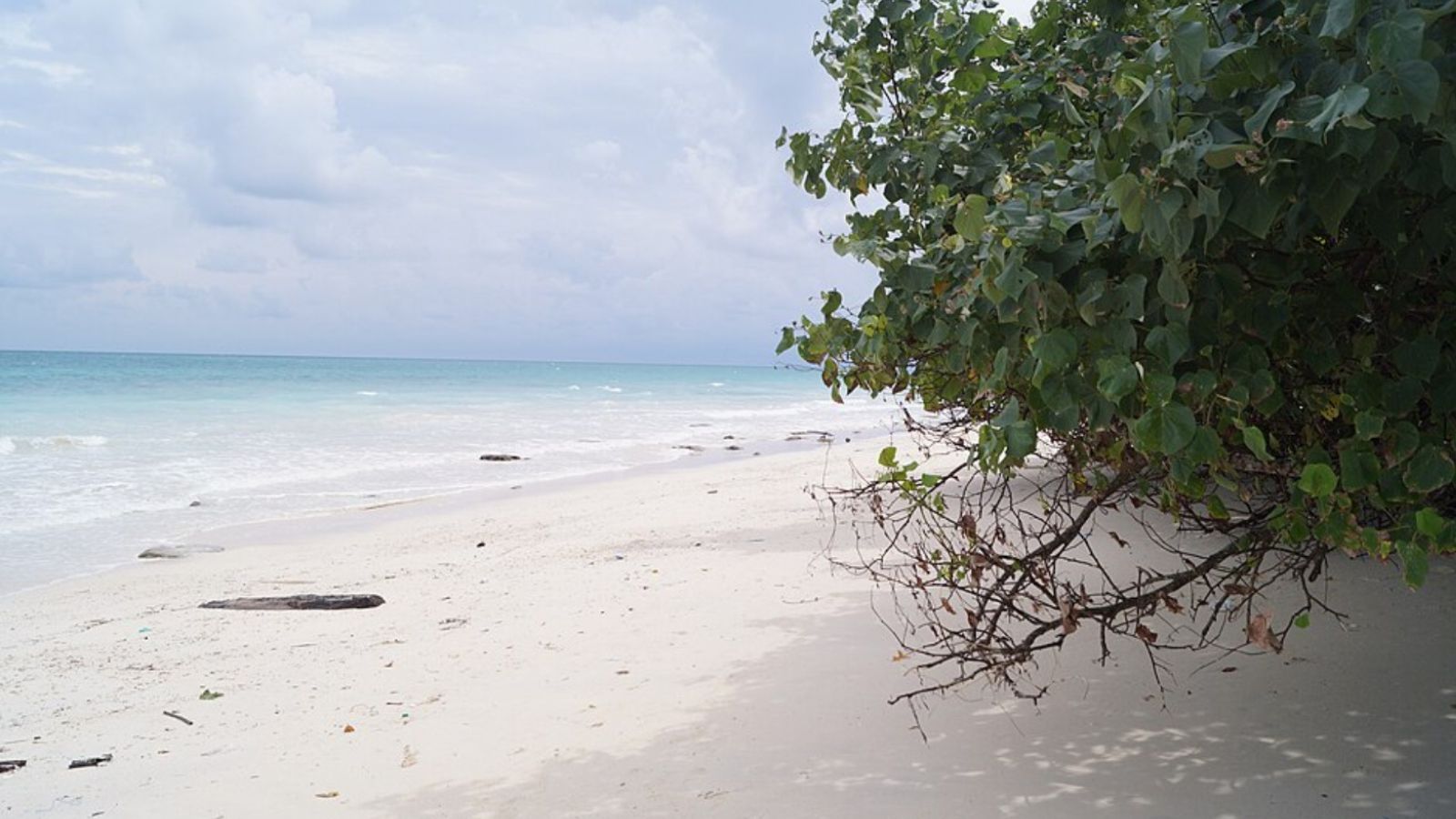 Concerns Raised Over Environmental Assessments and Transparency in Great Nicobar Project