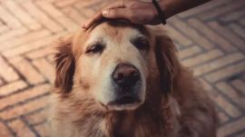 Karnataka High Court dogs abuse