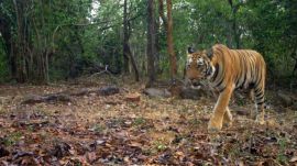 MP tiger corridor new railway line