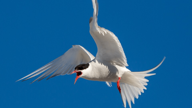 birds