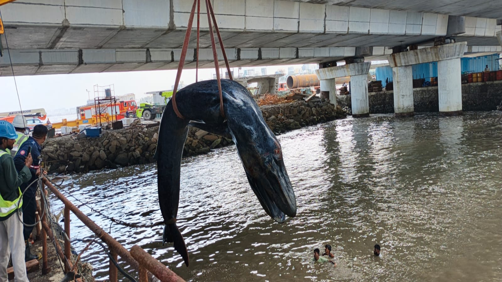 Baby humpback washes up at Mumbai’s Carter Road, dies despite rescue efforts