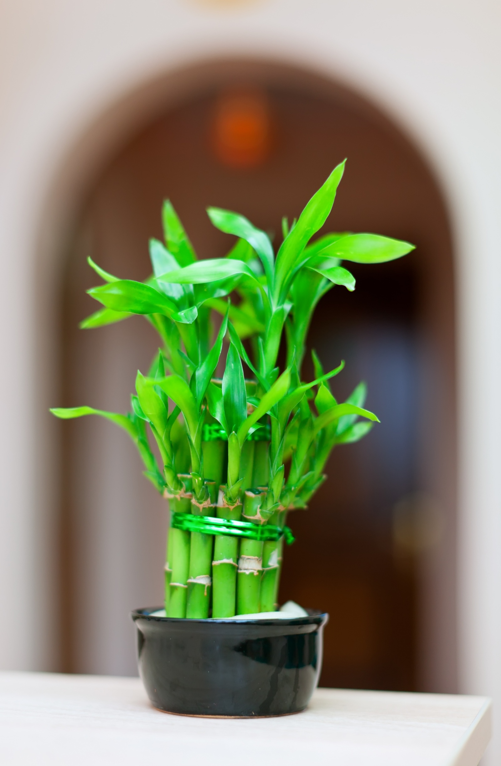 bamboo