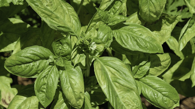 Must-have herbs and spices for Italian cooking | Lifestyle Gallery News