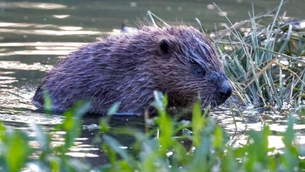 A young beaver kit sits near the water's edge at the Ealing Beaver Project in London, one of the offspring born since the reintroduction of beavers to Paradise Fields as part of an urban rewilding and flood-mitigation initiative.