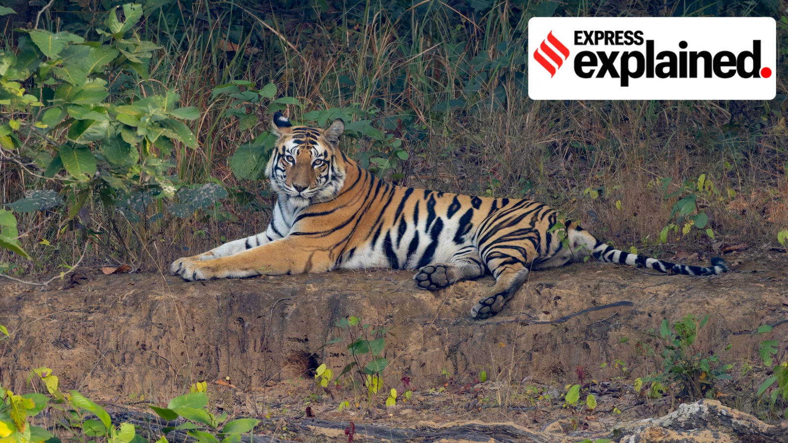 Why the government wants to focus on restoring struggling tiger reserves
