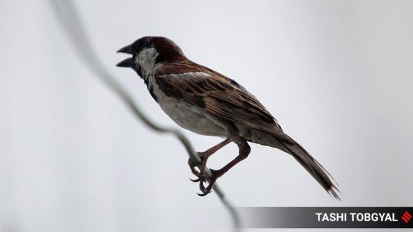The Delhi Bird Atlas was prepared by Dr Lynette Gomes, nodal officer, Delhi Forest Department; Pankaj Gupta, state coordinator, Bird Count India; and Arnav Gupta.