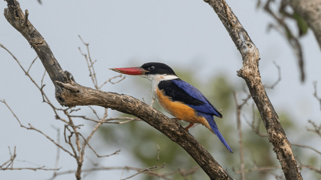 birds