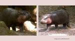 Brötchen pygmy hippo
