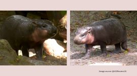 Brötchen pygmy hippo