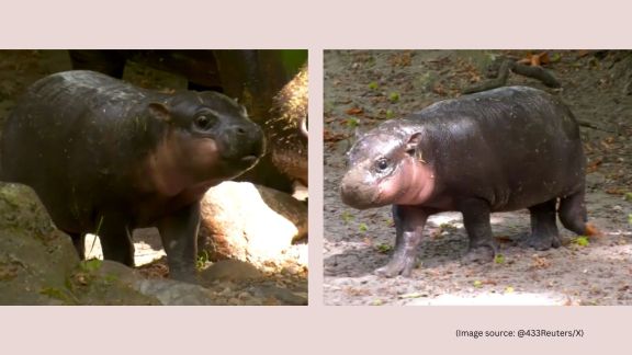 Brötchen pygmy hippo